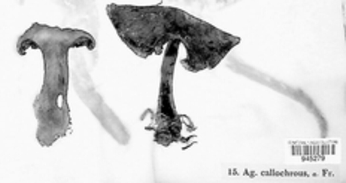 Calonarius callochrous image